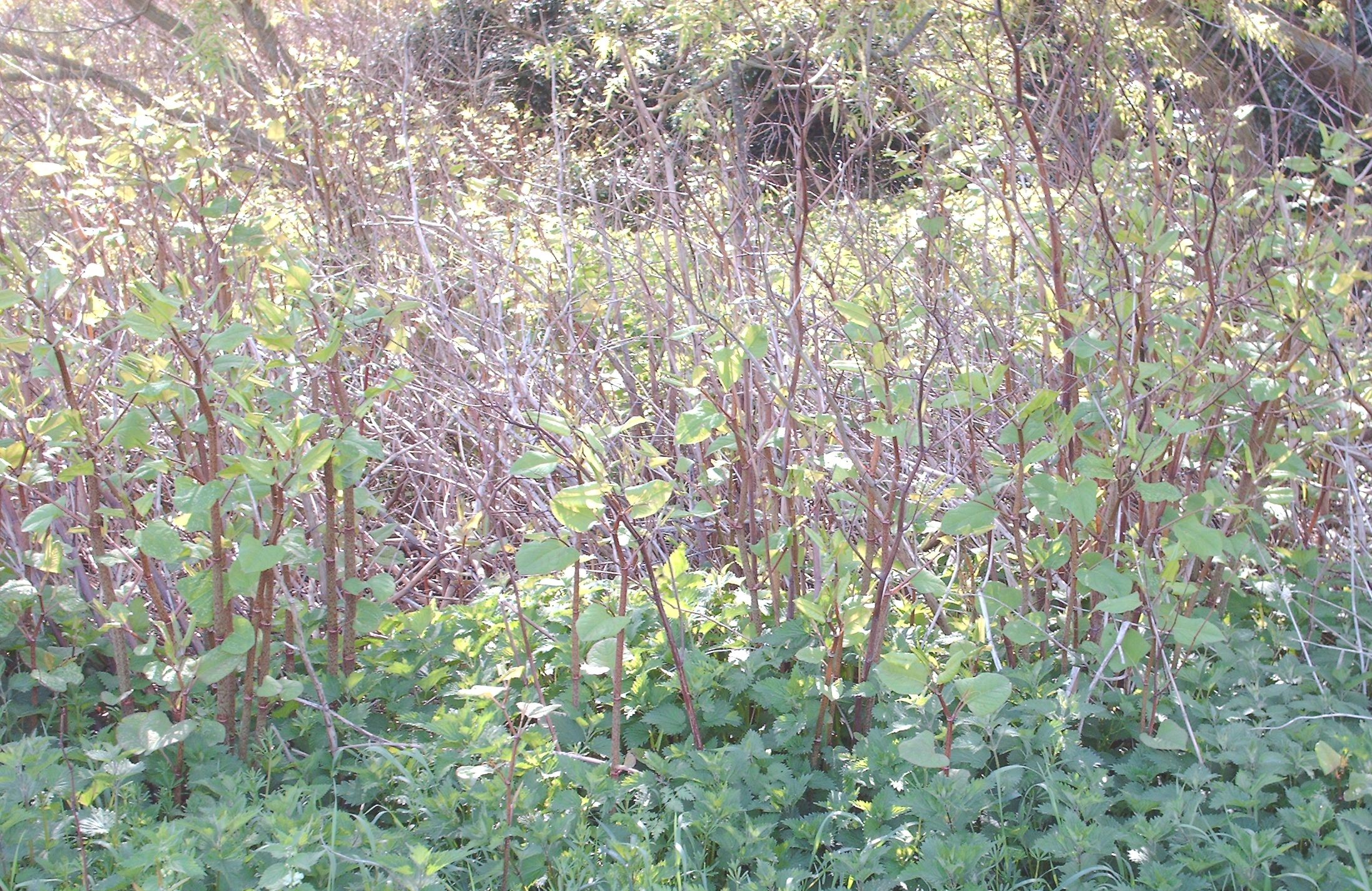 Japanese Knotweed infestation