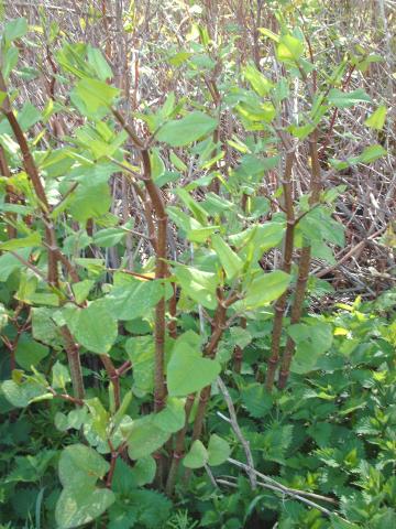 Japanese Knotweed sprouting